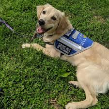 Select from the options below to view adoptable puppies and dogs of that breed in lexington, kentucky and nearby cities. Service Dog Bio Sitstaylex Lexington Dog And Puppy Training