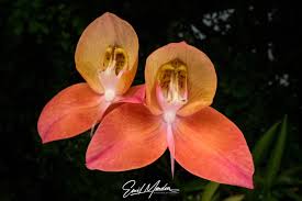 Image result for Disa welwitschii