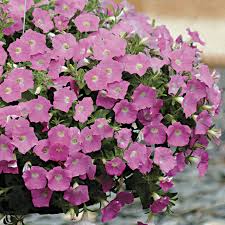 How to harvest petunia seeds. Wave Pink Petunia Seeds Park Seed