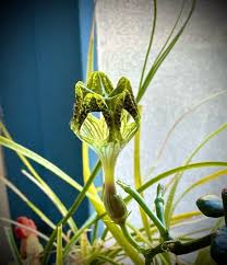 Image result for Ceropegia elongata
