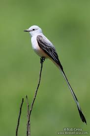 Black Bird With Long Tail Feathers In Texas Scissor Tailed Flycatcher Flycatcher Bird Birds