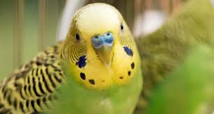 It can be as simple or exotic as you wish. The Top 10 Best Pet Birds Parakeets Cockatiels And More Bechewy