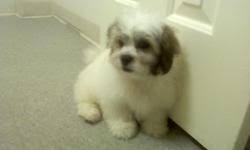 5 ionia teddy bear puppies. Shihchon Teddy Bear Pups Mix Of Shih Tzu Bichon Price 500 For Sale In Wayland Iowa Best Pets Online