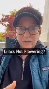 There are lots of reasons why your lilac may not be blooming:, -Not enough  sunlight, -Your plant is too young. Many don’t flower until year three or  four., -Usual culprit: someone has been pruning at ...