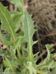 Image result for Crepis urundica