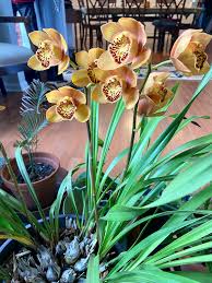 How to grow, identify, water, feed, and propagate a cymbidium orchid, also called a boat orchid. My Dad S Fourth Year Rebloom Of This Cymbidium Orchids