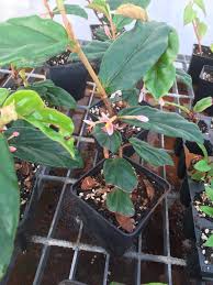 Image result for Begonia kisuluana