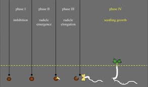 Learn how to combine the ideal balance of quality ingredients for all your seed. Seed Germination Test For Toxicity Evaluation Of Compost Its Roles Problems And Prospects Sciencedirect