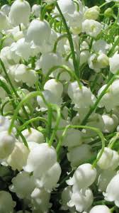 My flower fresh flowers white flowers beautiful flowers beautiful images summer flowers cut flowers cactus flower exotic flowers. Lily Of Valley Small White Flowers 750x1334 Iphone 8 7 6 6s Wallpaper Background Picture Image