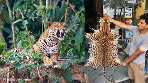 Grammar, reading, spelling, & more! There Are Only 22 000 Jaguars Left In Peru
