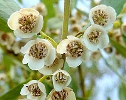 Image result for Euclea