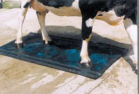 Cat/cow pose increases flexibility of the back muscles. Klauendesinfektions Matte 180 X 90cm Wahl Agrar Fachversand