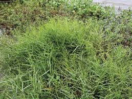 Image result for Panicum repens