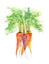 Carrot Print Carrot Watercolor Print Watercolor Vegetables Etsy In 2021 Watercolor Print Vegetable Painting Art