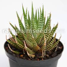 The spines are golden barrel cactus are very sharp, so this plant poses some danger in a home with pets or children. Haworthia Attenuata Zebra Haworthia Buy Seeds At Rarepalmseeds Com