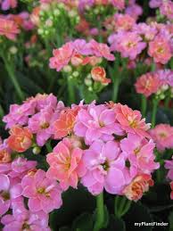 My Plant Finder Plant Guide Kalanchoe Blossfeldiana Kalanchoe Blossfeldiana Indoor Tree Plants Succulent Garden Indoor