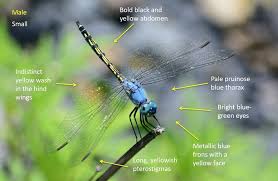 Image result for Tridactyle gentilii