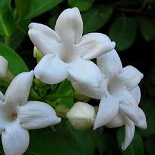 Madagascar Jasmine Stephanotis Floribunda Vine Hawaiian Wedding Flower Fragrant Tropical Flower Plants Plants Hawaiian Wedding Flowers