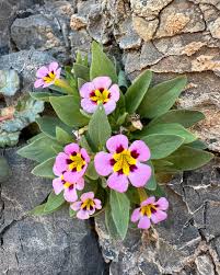 Image result for Dyschoriste multicaulis