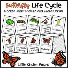 Butterfly Life Cycle Pocket Chart Picture And Word Cards