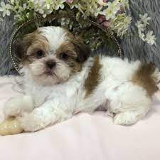 Available Puppies Shih Tzu Breeders Homes Shih Tzu Puppy Shih Tzu Breeders Shitzu Puppies
