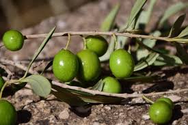 Io ho usato il minipimer, o frullatore ad immersione, quindi procediamo così. Ricetta Delle Olive In Salamoia Fatte In Casa Un Classico Della Cucina Italiana Gustorotondo