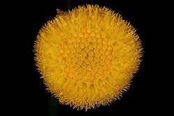 Image result for Nidorella spartioides