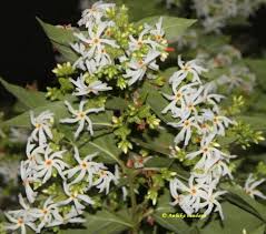 Tree Of The Month Har Singar The Night Flowering Jasmine Jasmine Tree Indoor Gardening Kit Fragrant Flowers