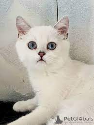 Chinchilla pet for sale come with scintillating offers that make them unbelievably affordable. Scottish Straight For Sale In The City Of Moskva Russian Federation Price 483 Announcement 7295