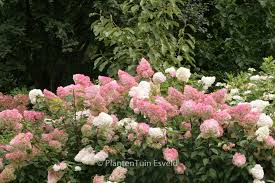 Image result for hydrangea paniculata vanille fraise