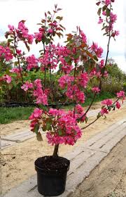 Zierapfel Rudolph Malus Rudolph Zierapfel Rotdorn Pflanzen