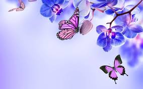 Beautiful Butterflies Wallpapers Wallpaper Cave Calendar, frames and photo frames, invitation png and psd formats | download. beautiful butterflies wallpapers