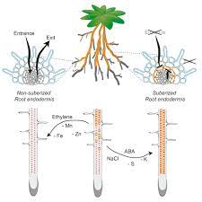 Plant cells are eukaryotic, meaning they have a cell wall. Adaptation Of Root Function By Nutrient Induced Plasticity Of Endodermal Differentiation Cell