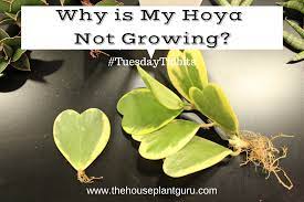 The propagation of this plant is done with. Why Is My Hoya Not Growing The Houseplant Guru