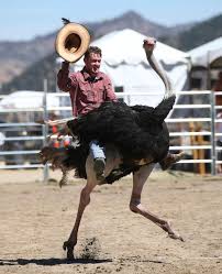 «camel race at virginia city #virginacitynevada #virginacity #nevada». Virginia City Resident Kody Burrell Who Has Been Attending The Races Since Age 12 Races An Ostrich During The First Day Of The 59th Annual International Camel Ostrich Races In Virginia