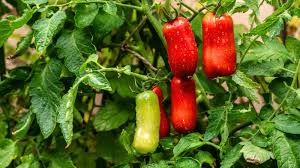Image result for tomato San Marzano