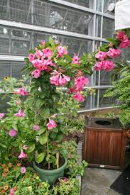 Pin On Mandevilla