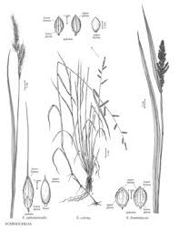 Image result for Echinochloa frumentacea