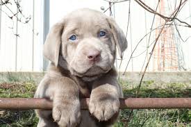 They are a cross between a golden retriever and a labrador retriever. Puppies For Sale