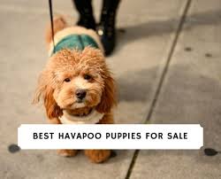 His wavy, silky coat is profuse, but remains extremely light, insulating and protecting the breed against harsh tropical heat. Havapoo Puppies For Sale In The U S Top 6 Breeders 2021 We Love Doodles