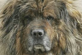 Tibetan Mastiff Dogs Ravaging Wildlife Mauling People And Spreading Disease In China After Collapse Of Pet Market South China Morning Post