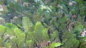 Image result for Fern Green 1994 Reliant