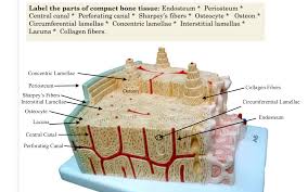 Label parts of compact bone learn with flashcards, games and more — for free. What Are The Two Main Types Of Bone Tissue In Lamellar Bone Quizlet