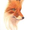 Quanti nomi di animali si usano in italiano per disegni di animali da colorare. Https Encrypted Tbn0 Gstatic Com Images Q Tbn And9gcstn9plxmuz9esrpegeeohi4gu3e9tkwzonh8ihhb5s1ogdbyow Usqp Cau