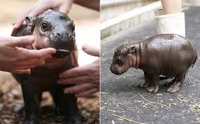 See full list on animalcorner.org Baby Pygmy Hippo Handmade Charlotte