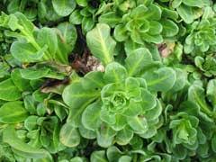 Image result for Samolus