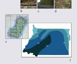 Image result for Pycreus fibrillosus