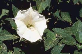 Datura inoxia devils angels trumpet moon flower. My Angel Trumpet Has Yellow Leaves Angel Trumpet Plant Angel Trumpet Moon Flower