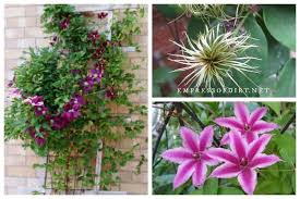 These fragile and delicate flowers grow all over the planet. Clematis 101 Easy Care Guide Empress Of Dirt