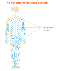 Image result for Peripheral Nervous System
